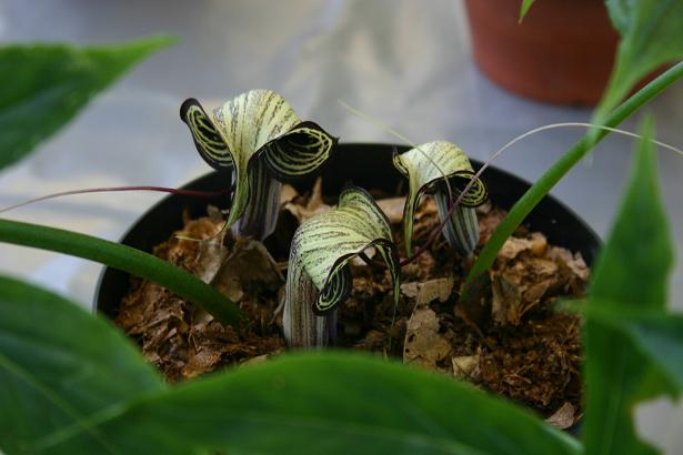 Arisaema kiushianum 