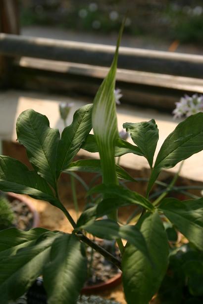 Arisaema maximowiczii 