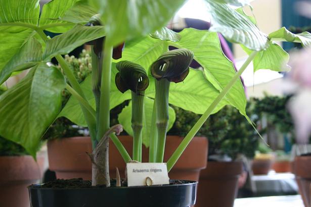 Arisaema ringens 