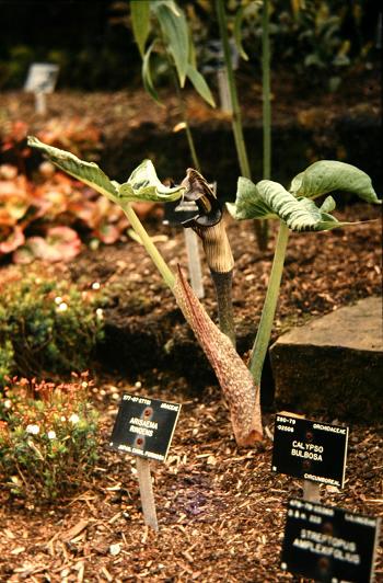 Arisaema ringens 