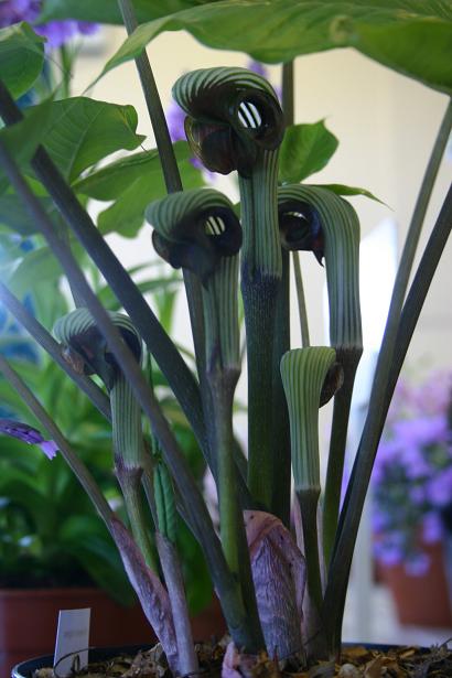 Arisaema ringens 