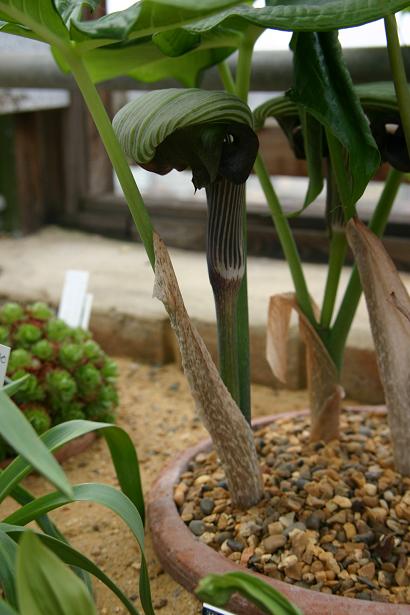 Arisaema ringens 