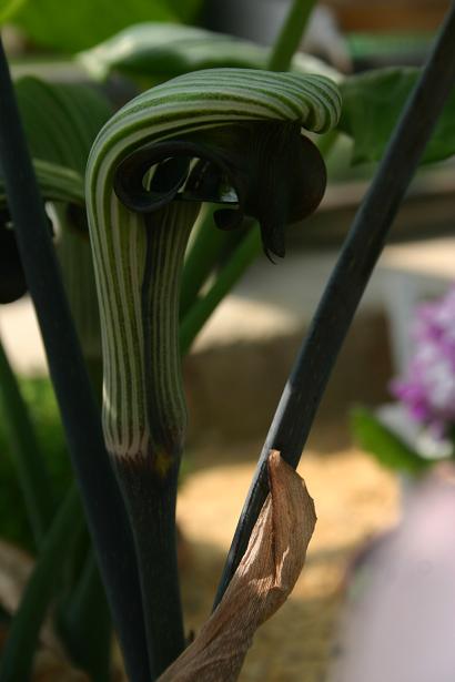 Arisaema ringens 