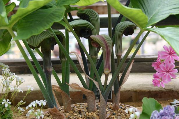 Arisaema ringens 