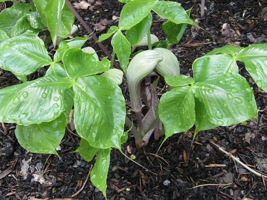 Arisaema ringens 