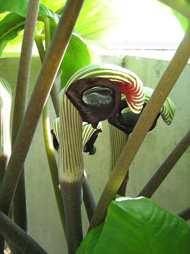 Arisaema ringens 