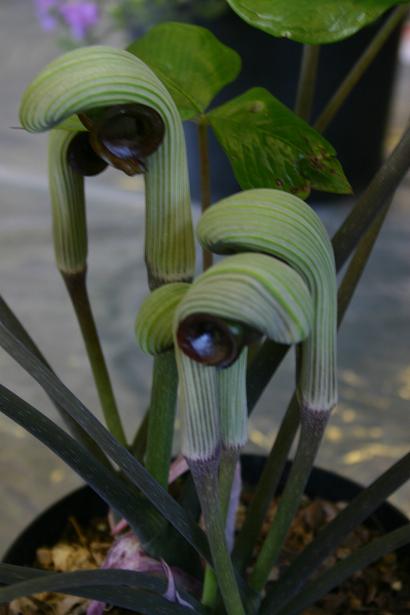 Arisaema ringens 