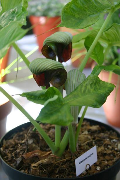 Arisaema ringens 