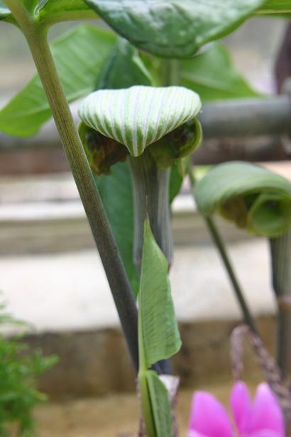 Arisaema ringens 