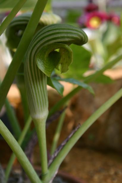 Arisaema ringens 