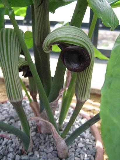 Arisaema ringens 