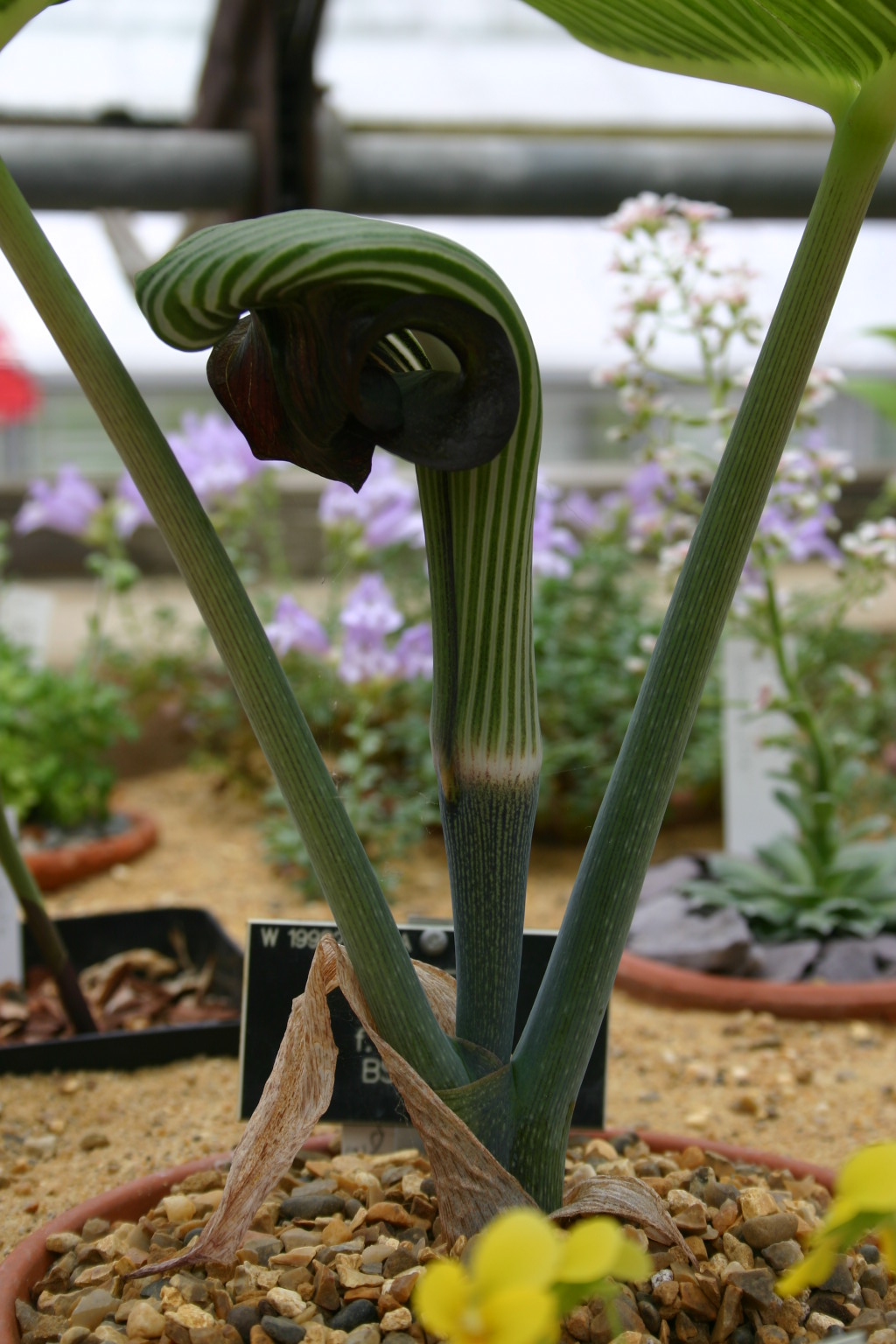 Arisaema ringens f. sieboldianum 