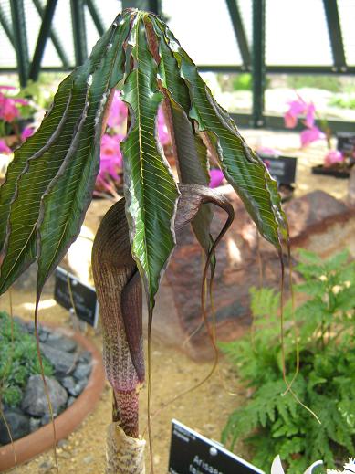 Arisaema taiwanense 