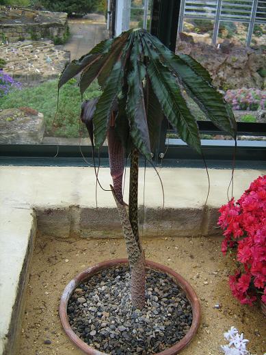 Arisaema taiwanense 