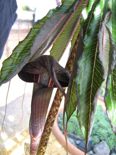 Arisaema taiwanense 