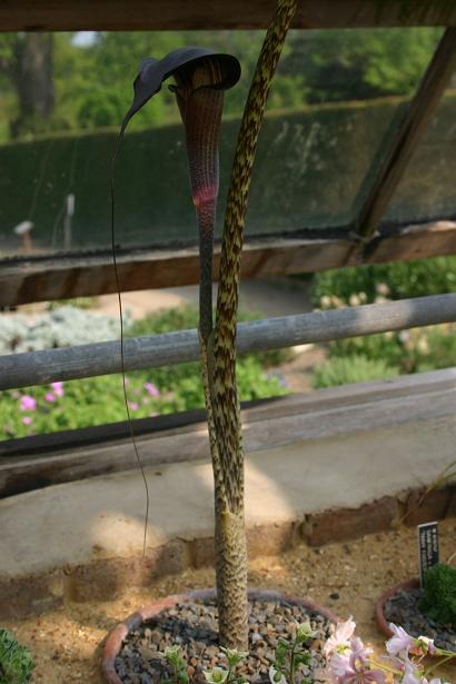 Arisaema taiwanense 