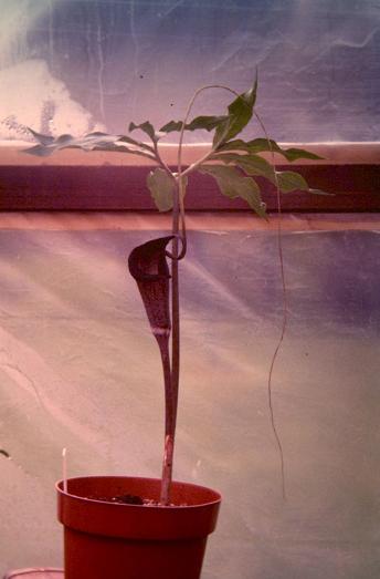 Arisaema thunbergii ssp urashima 