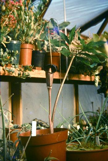 Arisaema thunbergii ssp urashima 