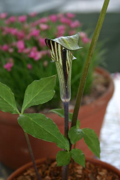 Arisaema triphyllum 