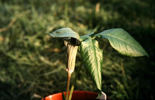 Arisaema triphyllum 