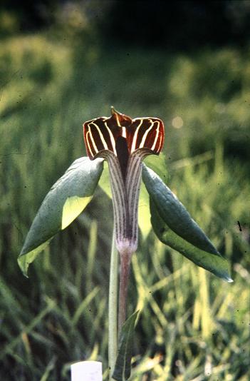 Arisaema triphyllum 