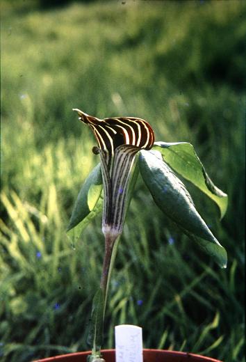 Arisaema triphyllum 