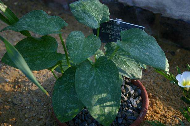 Arisarum vulgare ssp. simorrhinum 