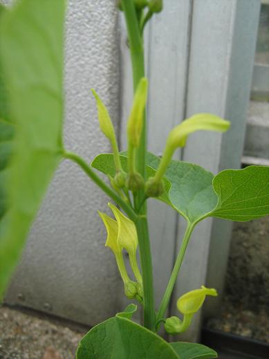 Aristolochia clematitis 