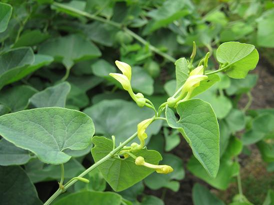 Aristolochia clematitis 