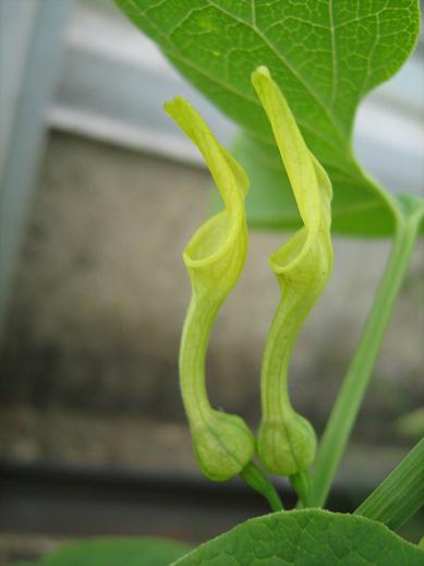 Aristolochia clematitis 