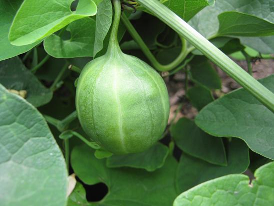 Aristolochia clematitis 