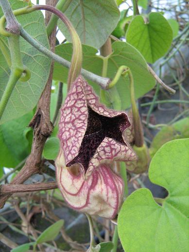 Aristolochia delavayi 