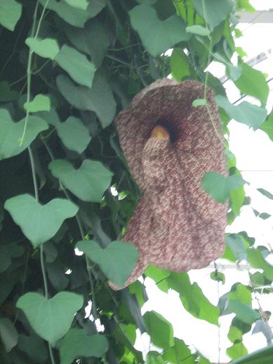 Aristolochia gigantea 