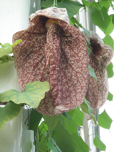 Aristolochia gigantea 