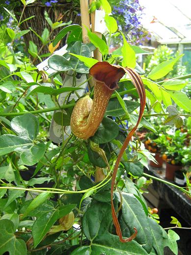 Aristolochia x kewensis 