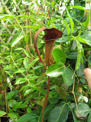 Aristolochia x kewensis 