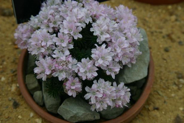 Armeria juniperifolia 