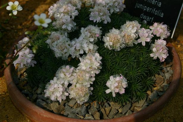 Armeria juniperifolia 