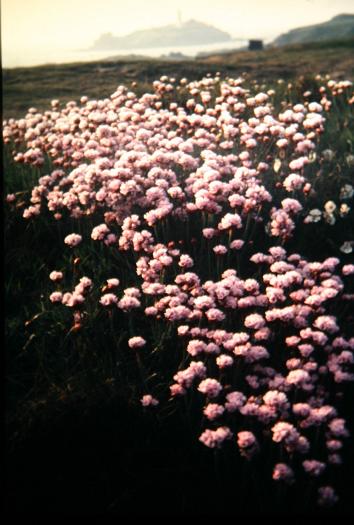 Armeria maritima 