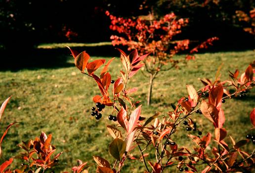 Aronia melanocarpa 'Brilliant' 