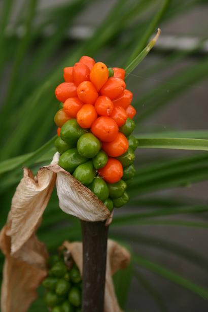 Arum balansanum 