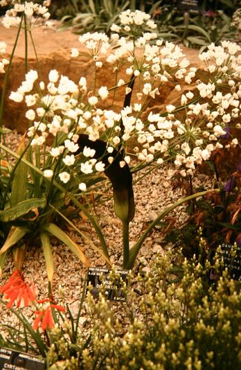 Arum dioscoridis 