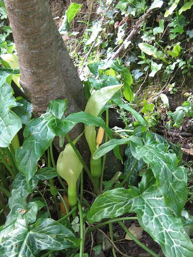 Arum italicum 