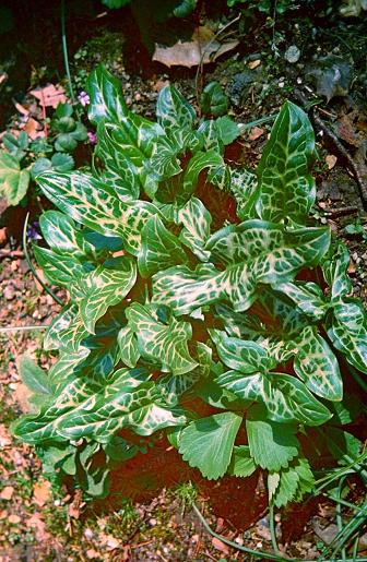 Arum italicum ssp italicum 'Marmoratum' 