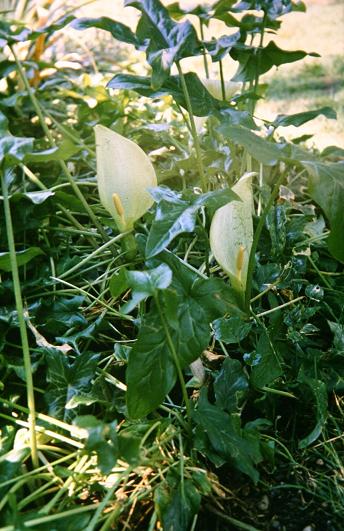 Arum italicum ssp italicum 'Marmoratum' 