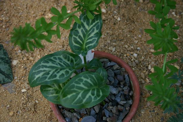 Arum italicum 'Tiny' 