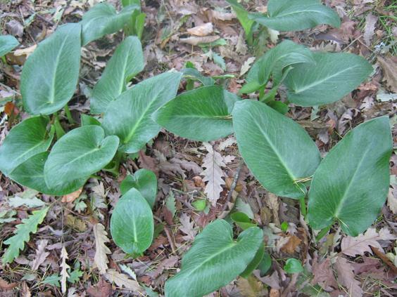 Arum pictum 