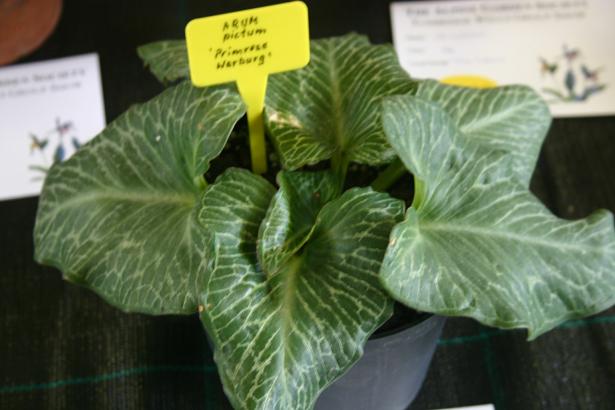 Arum pictum 'Primrose Warburg' 