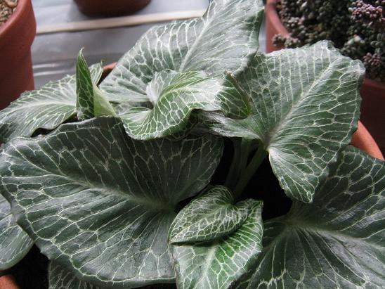 Arum pictum 'Primrose Warburg' 