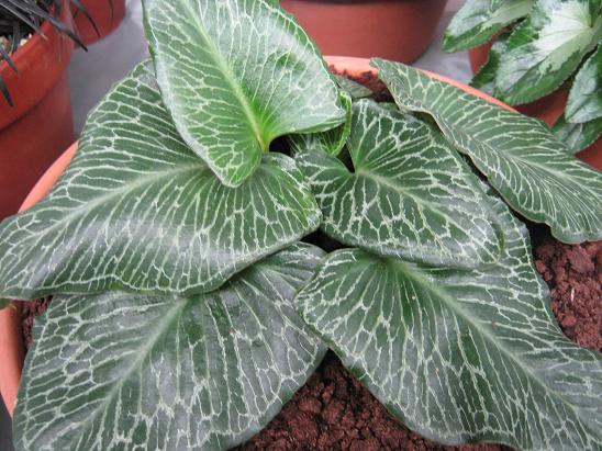 Arum pictum 'Primrose Warburg' 